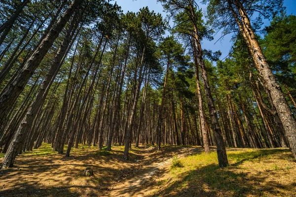 Natural Pine Forest Summer Day Woodland Background — Stock fotografie