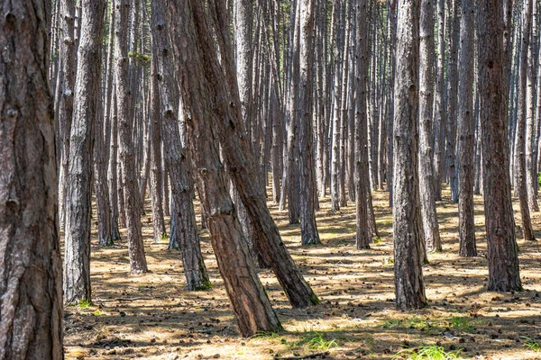 Natural Pine Forest Summer Day Woodland Background — Stock fotografie