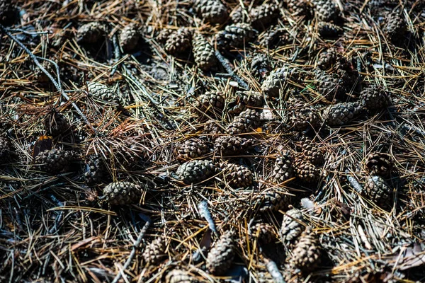 Verão Fundo Natural Com Abeto Com Cones Close — Fotografia de Stock