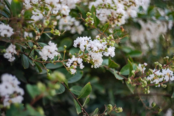 Schöne Blüten Auf Dem Sommer Blühenden Parkbusch — Stockfoto