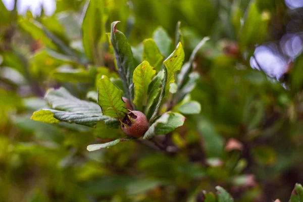 Fruit Van Wilde Appelboom Als Natuurlijke Achtergrond — Stockfoto