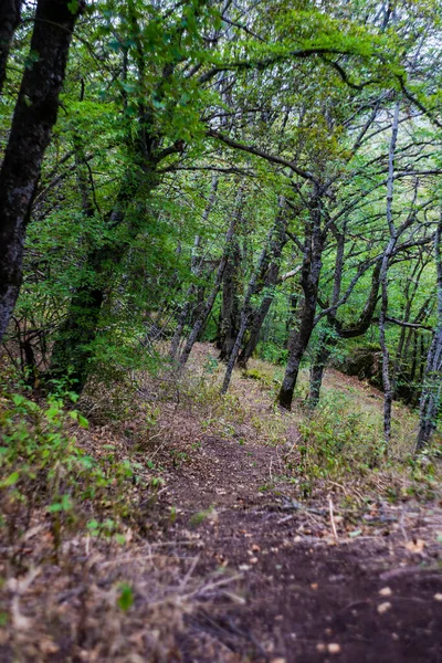 Bosque Salvaje Birtvisi Canyon Verano — Foto de Stock