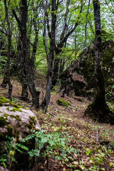 Bosque Salvaje Birtvisi Canyon Verano — Foto de Stock