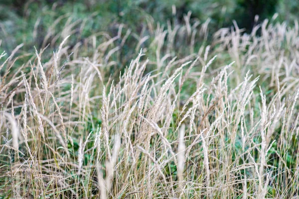 高い山の中に乾いた草がある自然背景 — ストック写真