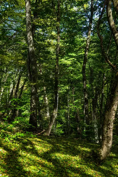 Ländliche Waldlandschaft Gombori Pass Georgien — Stockfoto