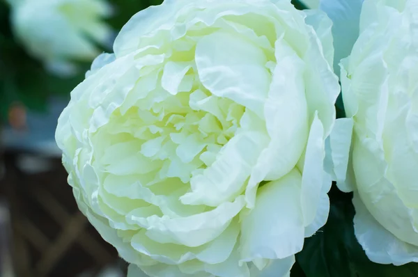 Flores de peonía — Foto de Stock