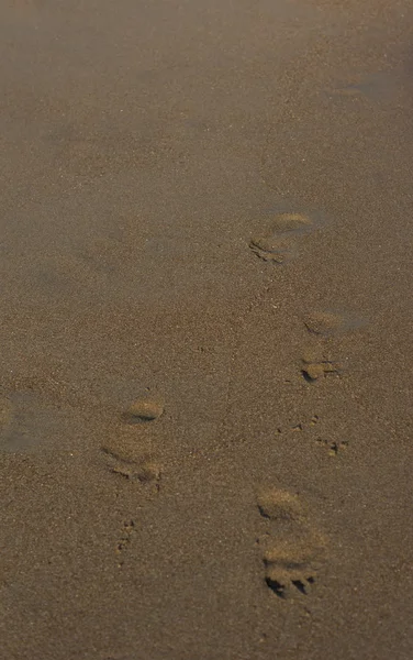 Three human footprints — Stock Photo, Image