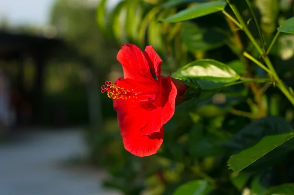 Hibiscus blommor — Stockfoto