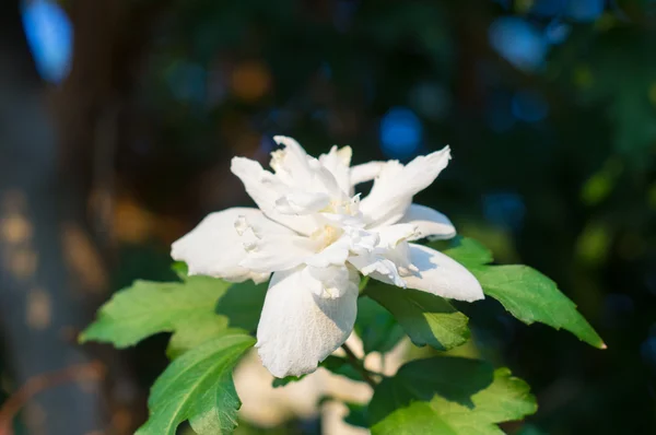 Hibiskusblüten — Stockfoto