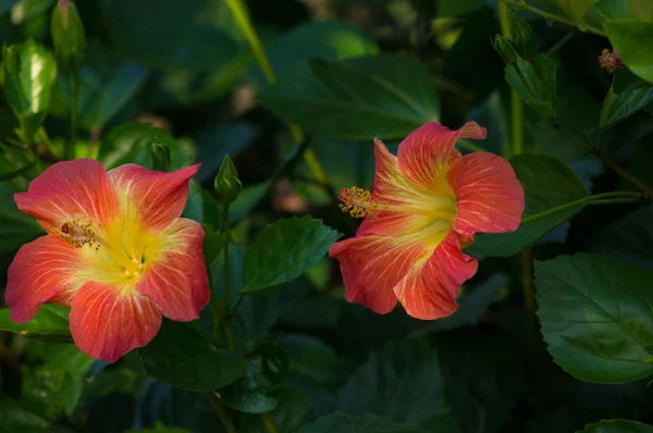 Hibiscus çiçek — Stok fotoğraf