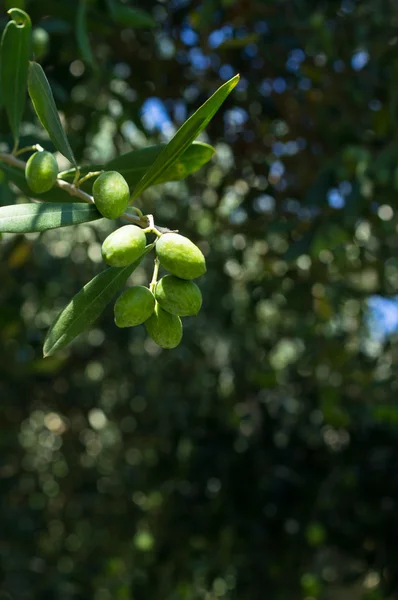 Оливки на оливковому дереві — стокове фото