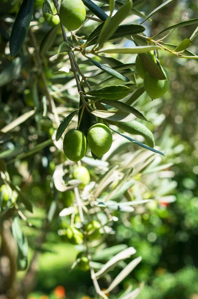 Olives on olive tree — Stock Photo, Image