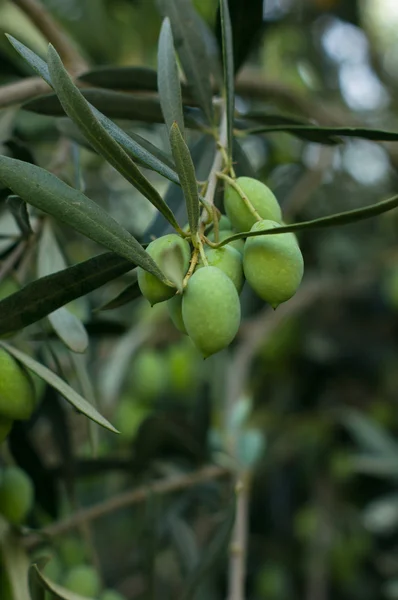 Olive su ulivo — Foto Stock