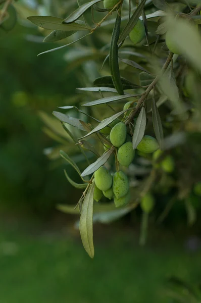 Zeytin zeytin ağacı üzerinde — Stok fotoğraf