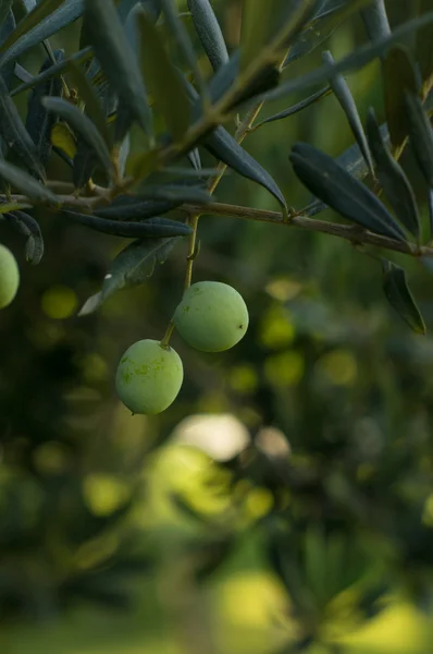 Olive su ulivo — Foto Stock