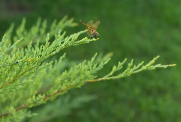 蜻蜓目 — 图库照片