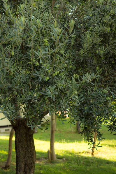 Oliven auf Olivenbaum — Stockfoto