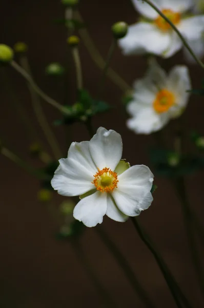 Flores de outono — Fotografia de Stock