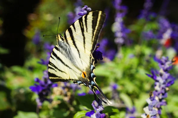 Scarce swallowtail butterfly — Stock Photo, Image