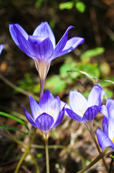 Fiori di cocco — Foto Stock