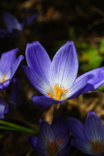 Crocus virágok — Stock Fotó