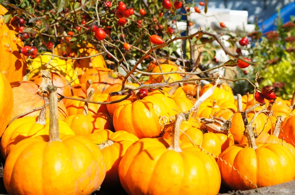 Kleurrijke pompoenen — Stockfoto