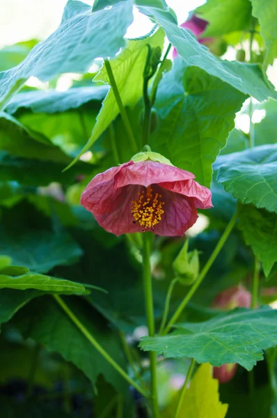 Flor de anémona japonesa — Foto de Stock