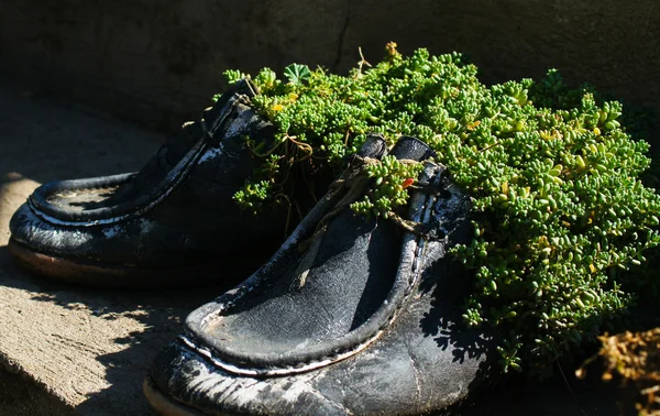 Old shoes as flower pot — Stock Photo, Image