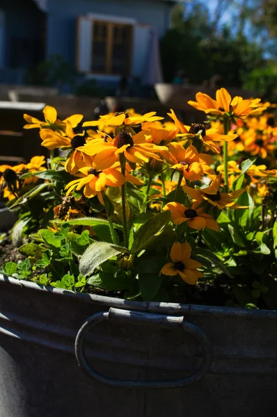 Herfst bloemen in een vaas — Stockfoto