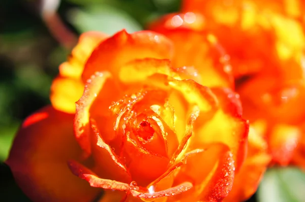 Róża rosy — Zdjęcie stockowe