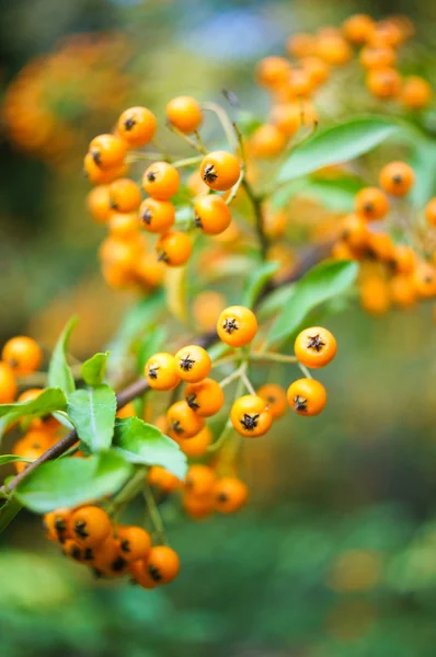 Strauch mit roten Beeren — Stockfoto