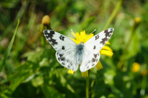 Dandelion meadow — Stock Photo, Image