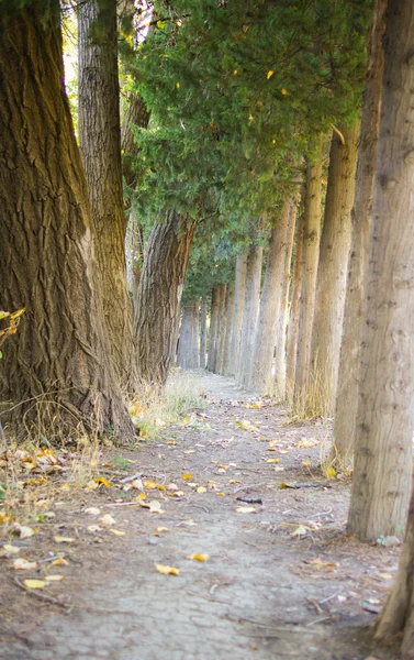 秋の森の路地 — ストック写真