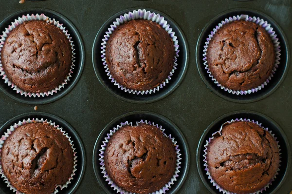 Chocolate cupcakes — Stock Photo, Image