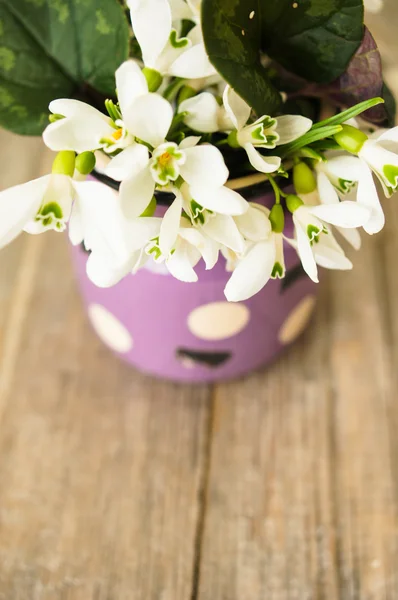 First spring flowers snowdrops — Stock Photo, Image