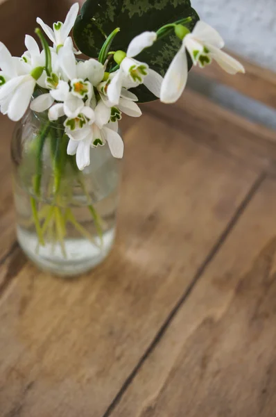 Första våren blommor snödroppar — Stockfoto