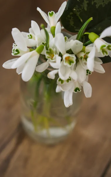 First spring flowers snowdrops — Stock Photo, Image