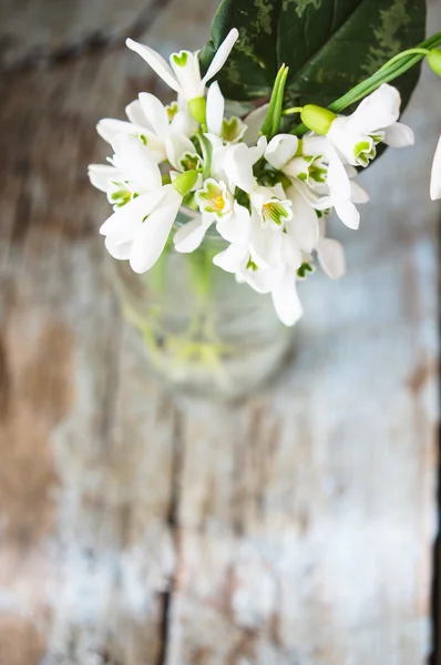 První jarní květy sněženky — Stock fotografie