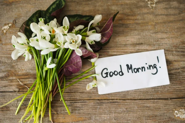 First spring flowers snowdrops — Stock Photo, Image