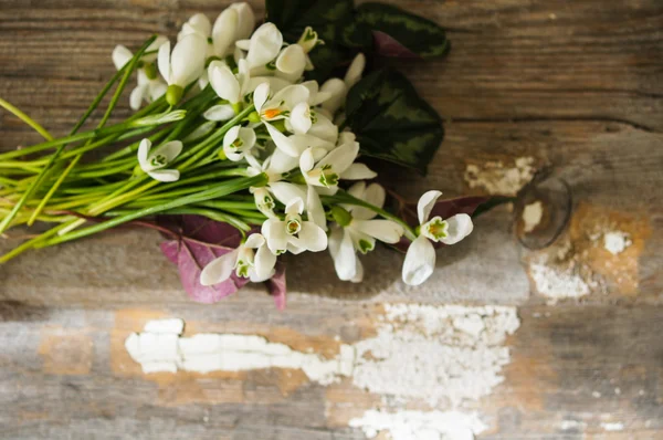First spring flowers snowdrops — Stock Photo, Image