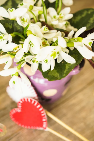 Första våren blommor snödroppar — Stockfoto