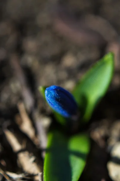 Első tavaszi virágok — Stock Fotó