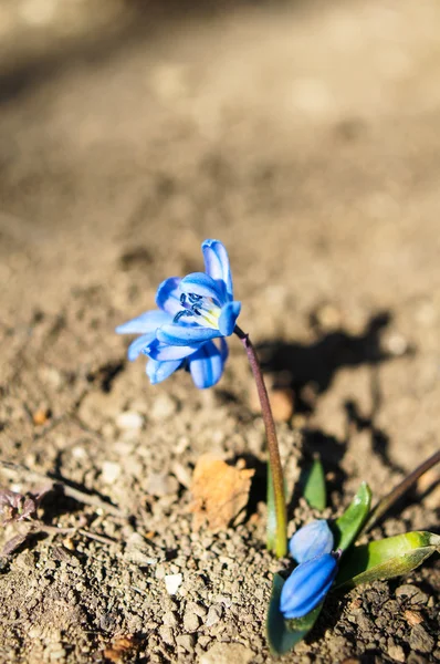 Eerste lentebloemen — Stockfoto