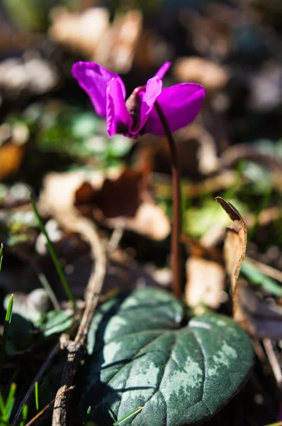 初春の花 — ストック写真