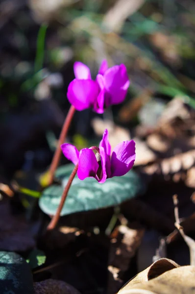 Primeras flores de primavera — Foto de Stock