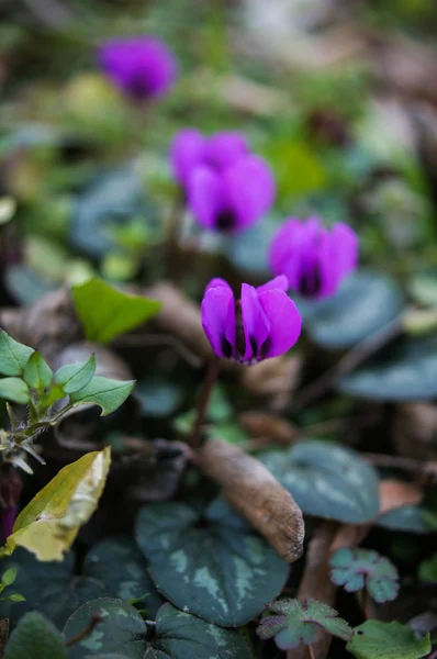 Musim semi pertama bunga — Stok Foto