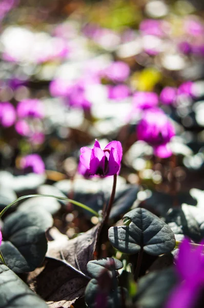 Första vårblommor — Stockfoto