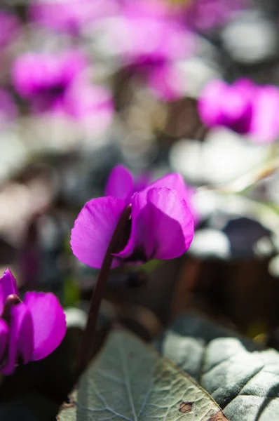 Primeras flores de primavera —  Fotos de Stock