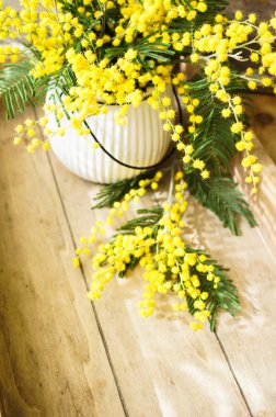 spring time, yellow mimosa flowers clipart