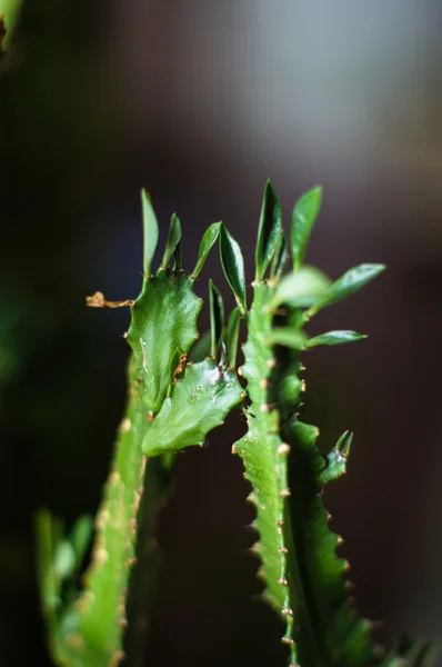 Kaktus — Stock fotografie